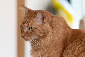 見つめる猫　　茶トラ猫