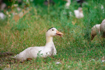 Domestic duck Duck on green grass