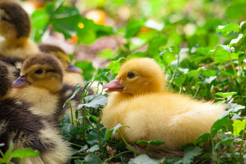 Cute little newborn duckling