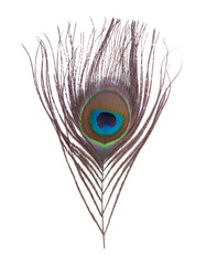 Obraz premium Elegant colorful peacock bird feather isolated on the white