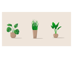 set of plants in pots. pots of different shapes and sizes. flowers of different varieties. banana leaves, leaves of monstera