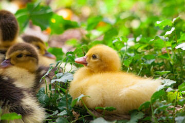 Cute little newborn duckling