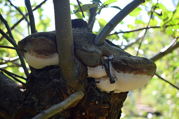 A tree mushroom on the strength of a large branch of an apple tree.