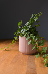 Close up view of an Hedera helix plant on a wooden table and a rose pot against a dark background
