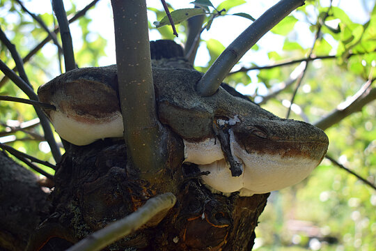 A tree mushroom on the strength of a large branch of an apple tree. - Powered by Adobe