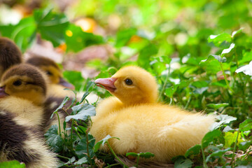 Cute little newborn duckling