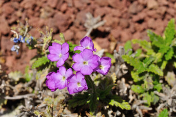 flores pequeñas de primula hirsuta sobre la zahorra