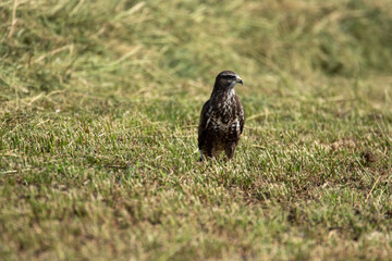 Bussard