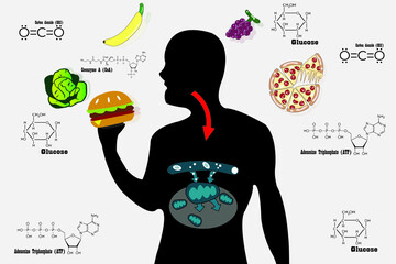 Cellular respiration in mitochondria is a set of metabolic reactions for take place in the cells of organisms to convert biochemical energy from food and other nutrients. Mitochondrial vector