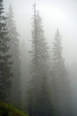 mystical forest on the mountains on a rainy and foggy morning 