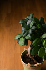 Close up view of a bonsai Ficus benghalensis plant against a dark background