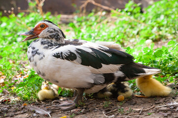family of ducks