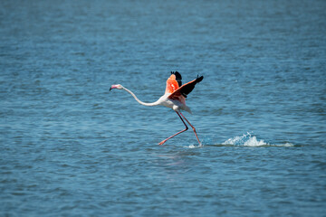 Flamingos in Aigues Mortes
