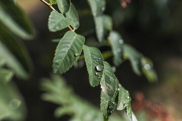 Beautiful drop on leaves after rain in bright sun