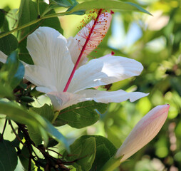 Dainty decorative blooms of Wilder's white single Hibiscus arnottianus with prominent pink stamens adds a touch of exotic tropical splendor to the garden landscape from spring to late autumn.