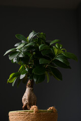 Close up view of a bonsai Ficus benghalensis plant against a dark background