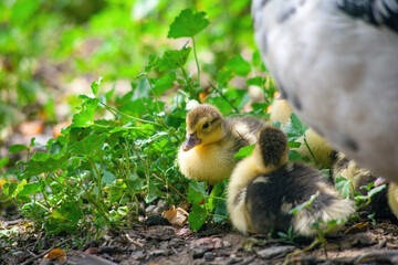 family of ducks