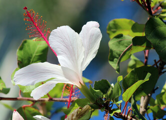 Dainty decorative blooms of Wilder's white single Hibiscus arnottianus with prominent pink stamens adds a touch of exotic tropical splendor to the garden landscape from spring to late autumn.