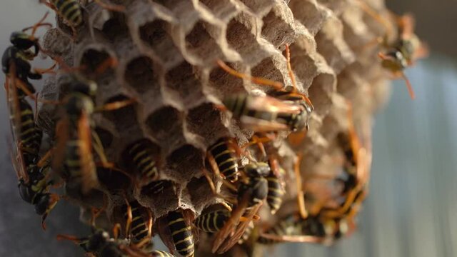 macro shooting of a hornet's nest with multiple wasps