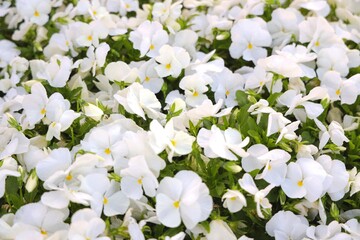white spring flowers