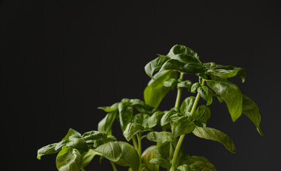 Close up view of a green basil plant with leaves against a dark background