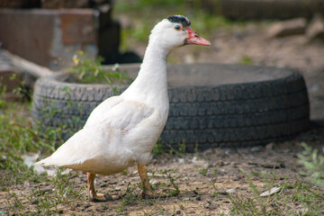 Domestic duck Duck on green grass