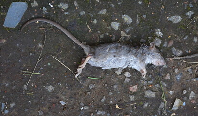 A small dead rat lies on the stony ground