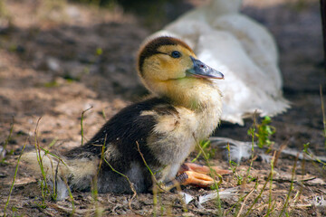 Domestic duck Duck on green grass