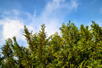 Obraz premium Top of green trees and sky background