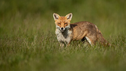 Naklejka na ściany i meble Red Fox standing in a grass meadow. 