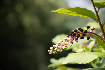 Creative flowers in the play of light and shadow