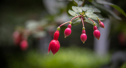 Inspirational close up of closed tear flowers