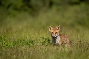 Red Fox standing in a meadow of grass.