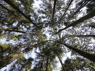 A view straight up from the ground to the treetops in the forest. Low angle shot. Tree crowns and blue sky. Beautiful symmetry in forest.