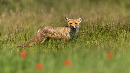 Red Fox standing in a meadow of grass with red poppy flowers in the foreground.  