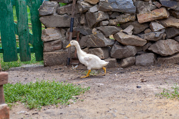 Domestic duck Duck on green grass