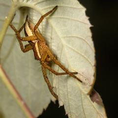 spider on a yellow leaf close up in the natural environment