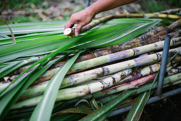 green sugar cane stems and leaves ,  one cut sugar cane in a hand