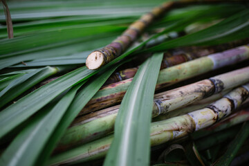 green sugar cane stems and leaves , one cut stem - 376646489