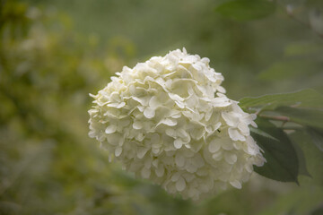 Close up of a fascinating white flower