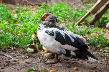 family of ducks