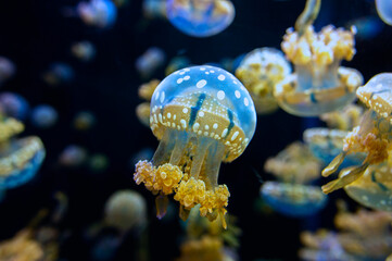 Jellyfish have beautiful patterns and colors. Swimming in a aquarium, transparent and glowing on a black background.