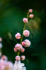 Fototapeta premium Pink peach blossoms blooming in spring against green background. 