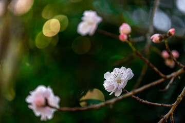 Pink peach blossoms blooming in spring against green background.  