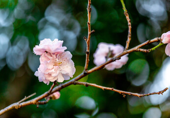 Pink peach blossoms blooming in spring against green background.  