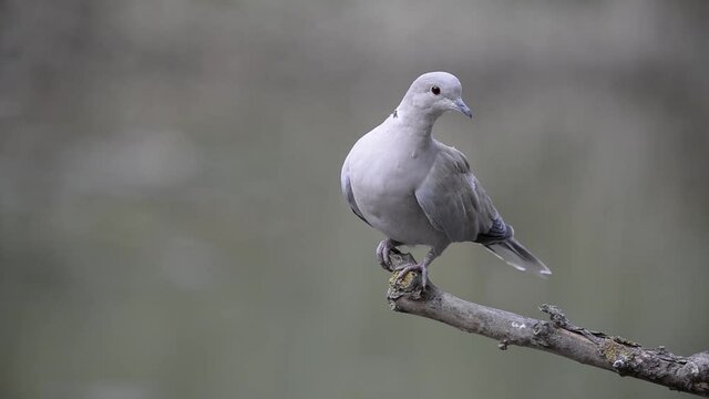 Collared dove or Streptopelia decaocto on branch