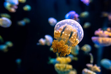 Jellyfish have beautiful patterns and colors. Swimming in a aquarium, transparent and glowing on a black background.