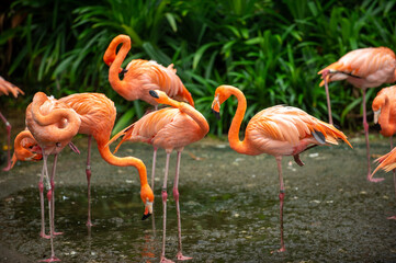 Pink Flamingo Group Standing in the shallow swamp The background is a garden with many green plants.