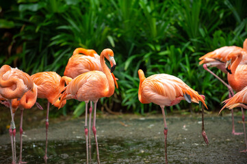 Pink Flamingo Group Standing in the shallow swamp The background is a garden with many green plants.