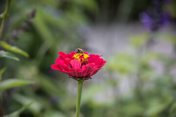 Macro shot of a working bee on a red-yellow flower